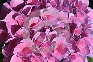 Pink mophead flowers with blue edges photo