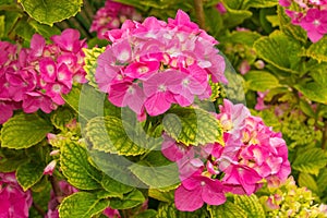 Pink Mophead Hydrangea