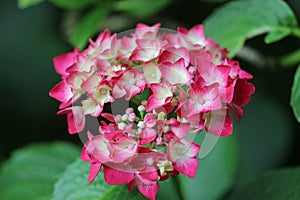 Pink mophead Hydrangea flowers in close up photo