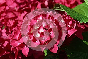 Pink mophead Hydrangea flowers in close up photo