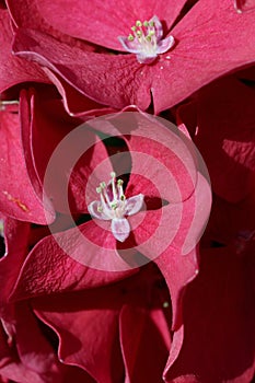 Pink mophead Hydrangea flowers in macro close up