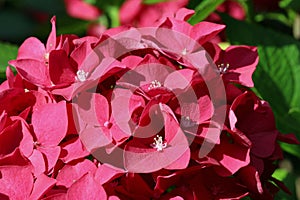 Pink mophead Hydrangea flowers in macro close up photo