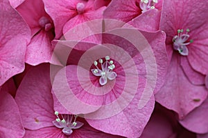 Pink mophead Hydrangea flowers in macro close up photo