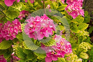 Pink Mophead Hydrangea photo