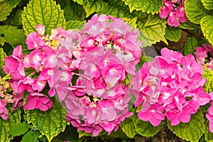 Pink Mophead Hydrangea photo