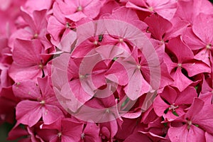 Pink mophead Hydrangea flowers photo