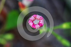 Pink Morning Glory