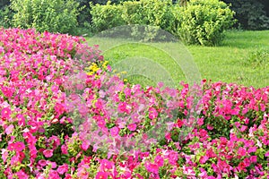 Pink Morning Glory