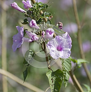 Pink Morning Glory or Besharm Plant Ipomoea cairica Flowers photo