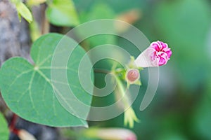 Pink Morning Glory with A Bud