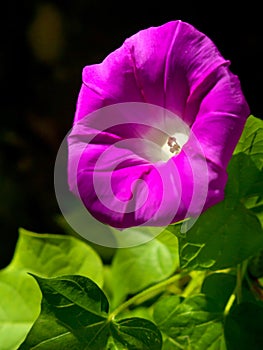 Pink morning glory flower