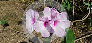 Pink Morning Glory Flowers on nature Background photo