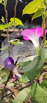 Pink Morning glory flower in early morning sunlight.