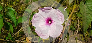Pink Morning Glory Flower on Green Leaves Background photo