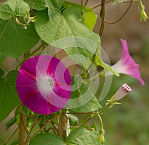 Pink morning glory flowers