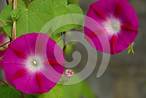 Pink morning glory flowers