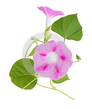 Pink Morning Glory ipomoea Flower branches isolated white