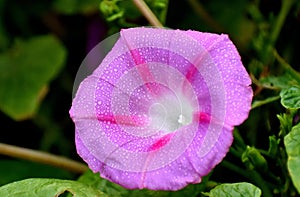 Pink Morning Glory and other colors are common in gardens