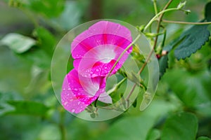 pink morning glory after raining