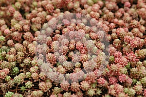 Pink moss background