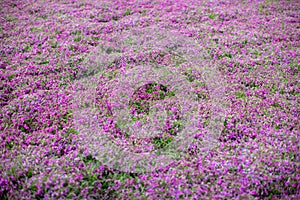 Pink moss field at Shibazakura flower festival