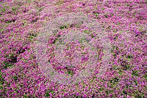 Pink moss field at Shibazakura flower festival