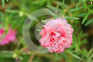 Pink Moss Rose blooming with water drops ,pink flower