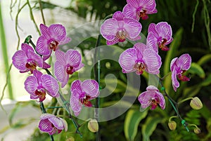 Pink Moth Orchid flower