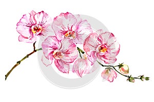Pink moth orchid Phalaenopsis flower on a twig. Isolated on white background. Watercolor painting. Hand drawn