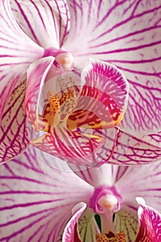 Pink moth orchid phalaenopsis, large detailed vertical closeup macro