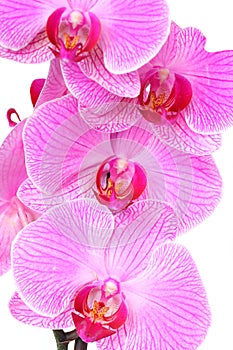 Pink Moth Orchids