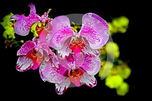 Pink moth orchids against dark background
