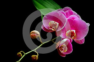 Pink moth or phalaenopsis orchids and flowering buds