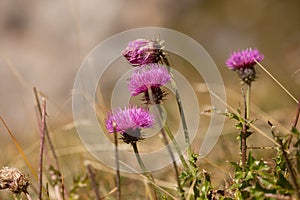 Pink mountain flower from the Dolomites - ITALY