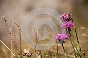 Pink mountain flower from the Dolomites - ITALY