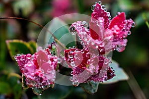 Pink mountain flower, morning dew