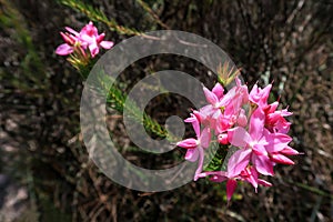 Pink mountain flowers at Cachoeira Da Fumaca, Smoke Waterfall, Vale Do Capao, Chapada Diamantina National Park, Brazil photo