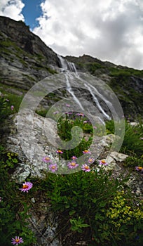 pink mountain flowers close-up, against the background of a blurry waterfall falling from a sheer cliff