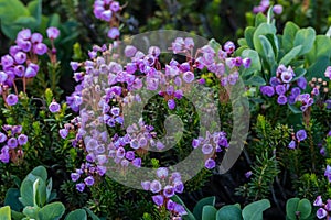 Pink Mountain Heath Wildflowers Bloom