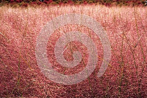 Pink muhly grass photo