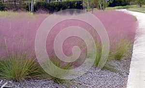 Pink Muhly grass