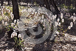 Pink mulla mulla wildflowers in Australian bush