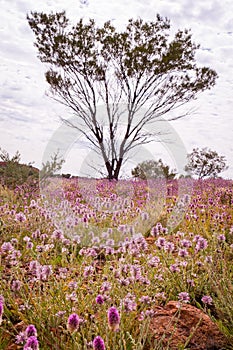 Pink Mulla Mulla Wildflowers blooming in Australian Outback