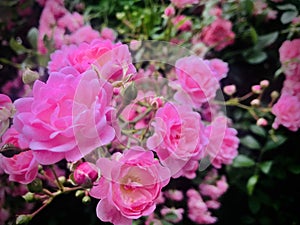 Pink Multiflora Rose, Pink Baby Rose, Buschel Rose, Wreath Rose