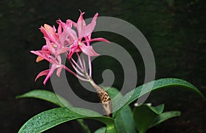 Pink Multiflowered Orchid With Dark Background