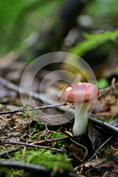Pink mushroom