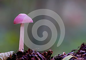 Pink mushroom