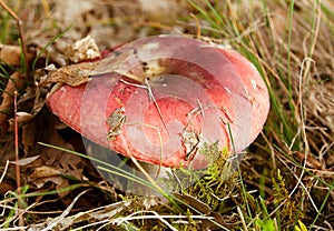 Pink mushroom