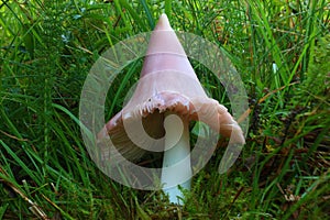Pink mushroom on the grass
