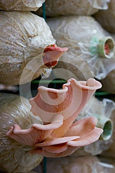 Pink mushroom ( Pleurotus djamor ) in farm